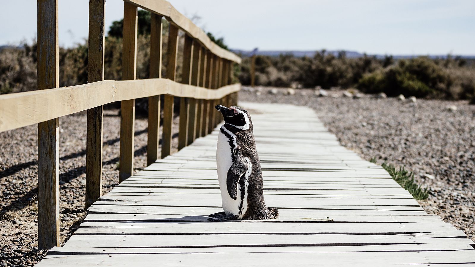 Pinguin sitzt auf einem Holzsteg in der Sonne